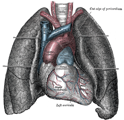 Blood circulation from the heart to the lungs.